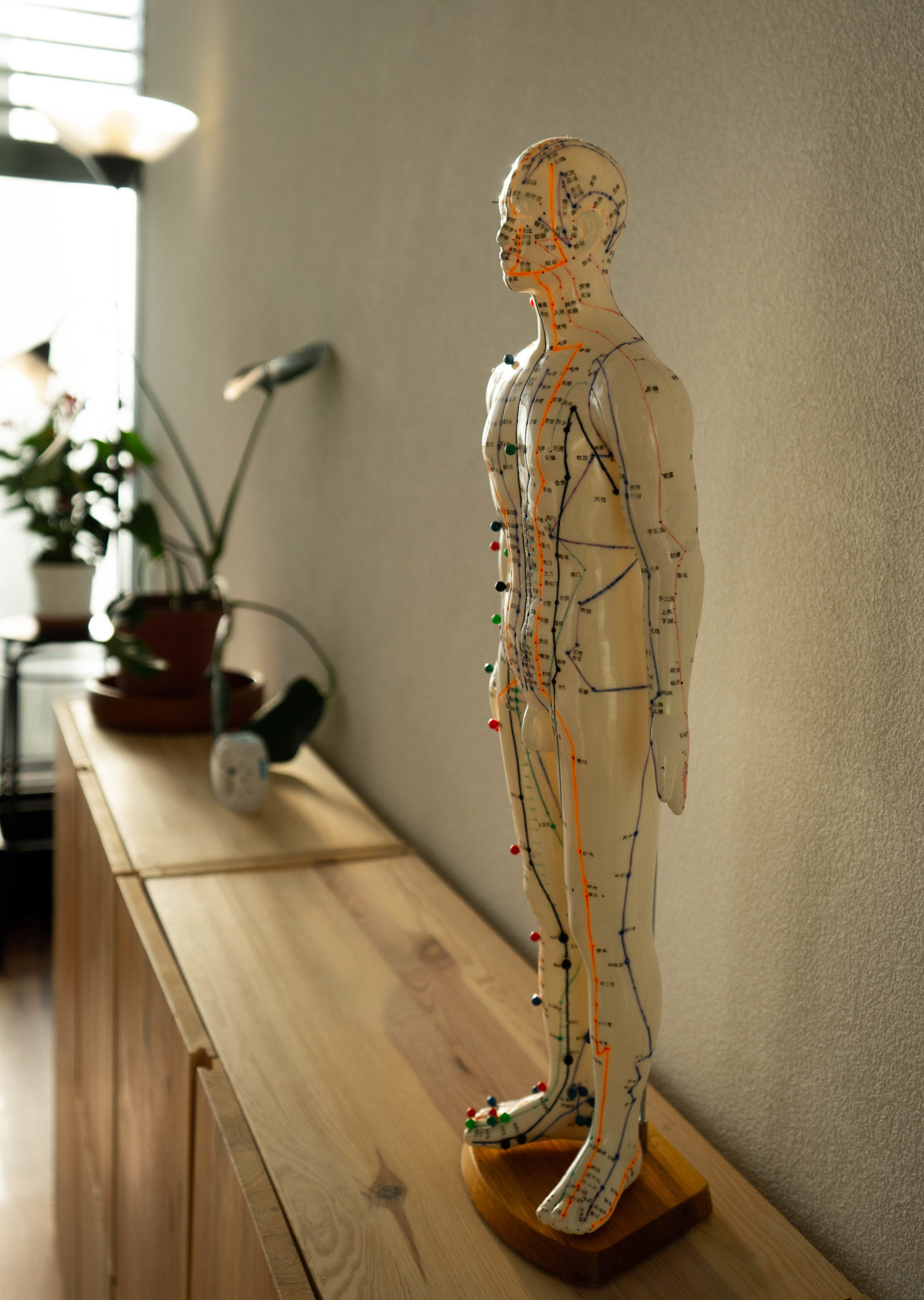 Modèle anatomique d'un homme montrant les points d'acupuncture sur le corps.